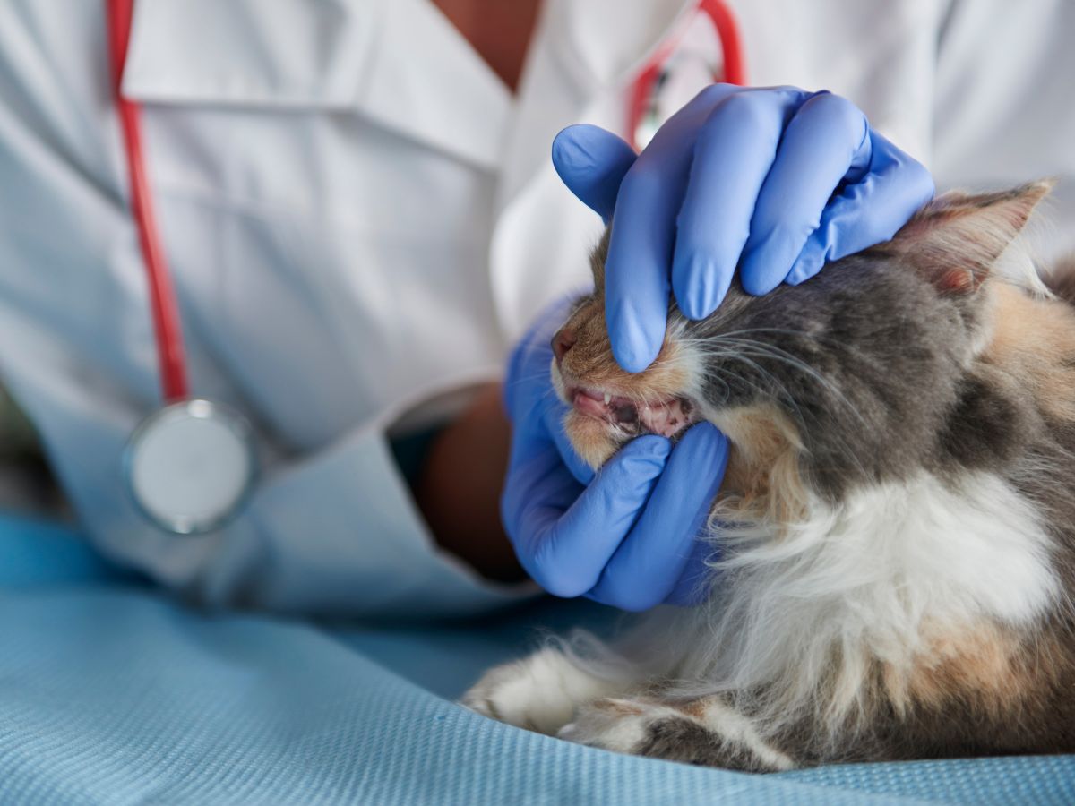 Offene Stelle als Tierärztin Tierarzt Zahnmedizin