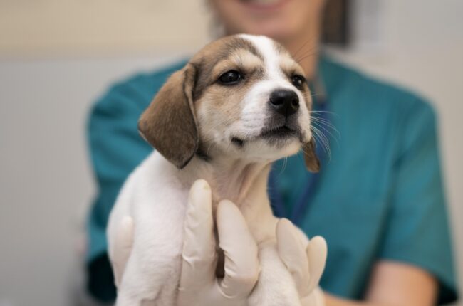 Offene Stelle bei Vetdental TPA Tierpraxisassistent