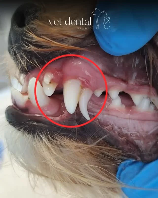 Babyzähne? Easy peasy… oder? 🐶🦷

Leider nein.

Persistierende Milchzähne beim Hund werden oft unterschätzt.

„Das geht schnell, einfach rausziehen“ – ein Satz, den wir viel zu oft hören.

In Wirklichkeit steckt hinter diesem Eingriff aber viel mehr.

Diese kleinen Zähne können erstaunlich fest sitzen – mit empfindlichen Wurzeln und in enger Nähe zu den bleibenden Zähnen.

👆Genau hier braucht es Geduld, Präzision und Erfahrung.

Denn wird zu schnell gearbeitet, kann es zu Komplikationen kommen:
👉Wurzelfrakturen
👉Schäden an den bleibenden Zähnen

Die Entfernung persistierender Milchzähne ist also kein „Nebenbei-Eingriff“, sondern ein wichtiger Teil der Zahngesundheit beim Hund.

💡 Unser Anspruch: Nicht schnell – sondern sorgfältig und schonend.

—
Wir sind #vetdentalch – die Spezialisten für Tierzahnmedizin bei Hunden & Katzen in Affoltern am Albis (ZH). 💙
—
#hundezahnarzt #tierarzt #hundegesundheit #zahnmedizin #kleintierpraxis #tierliebe #vetdentistry #doghealth #hundezähne