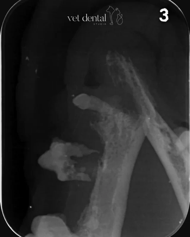 Röntgen ist nicht gleich Diagnose. 🦷Unterschiedliche Projektionen sind entscheidend, um Strukturen korrekt zu beurteilen. Ein einzelnes Bild kann täuschen – Winkel und Lagerung verändern die Darstellung erheblich.In diesem Fall war die erste Aufnahme leicht verkippt. Hätten wir uns nur darauf verlassen, wäre die bereits klinisch festgestellte Fraktur möglicherweise übersehen worden.👉 Deshalb gilt:• Röntgen immer in mehreren Ebenen• Klinische Untersuchung ist unerlässlich• COHAT gehört unter Anästhesie durchgeführtBildgebung ergänzt die Diagnose – sie ersetzt sie nicht.—Wir sind #vetdentalch – die Spezialisten für Tierzahnmedizin bei Hunden &amp; Katzen in Affoltern am Albis (ZH). 💙—#tierzahnmedizin #veterinaermedizin #hundezahnarzt #katzenzahnarzt #tiergesundheit #vetmed #dentaleRöntgen #tierarztpraxis #kleintiermedizin #tierliebe