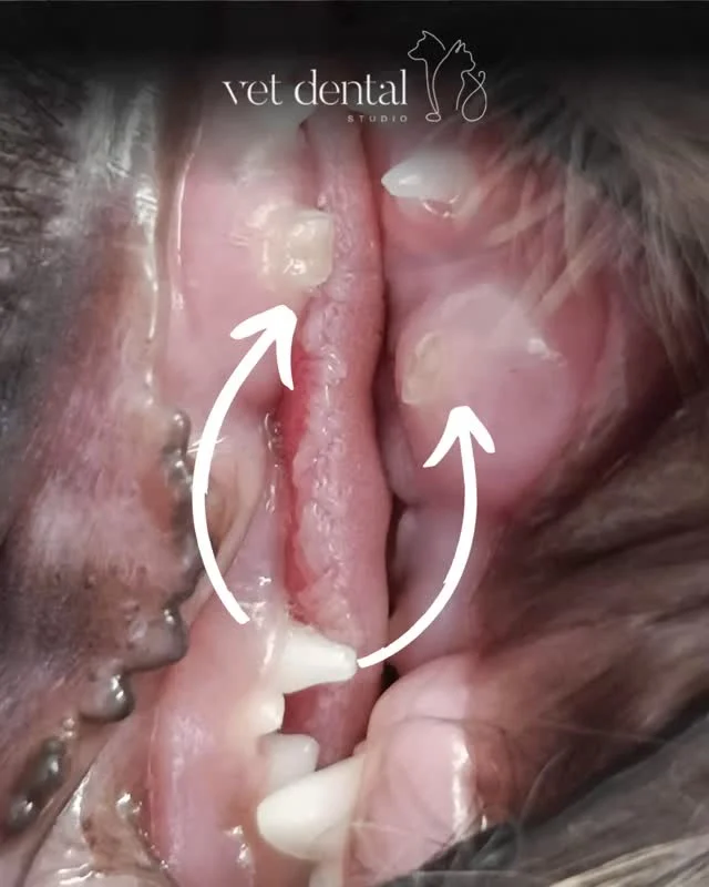 Kleiner Zahn, lange Wurzel wird oft unterschätzt! 🐶🦷

2 Monate alt und schon beim Zahnarzt? 🤨

Welpenfreude kann manchmal unerwartete Folgen haben: 
👉 In diesem Fall zwei frakturierte Milch-Eckzähne.

„Das fällt doch sowieso aus…“ denkt man…
👉 Ganz so einfach ist es leider nicht.

Offene Frakturen können schmerzhaft sein, Entzündungen verursachen und sogar den bleibenden Zahn schädigen. Wenn die Wurzel betroffen ist, reicht Abwarten nicht aus.

Unsere Entscheidung: Extraktion der betroffenen Milchzähne.
Warum? Um Komplikationen zu vermeiden und dem bleibenden Zahn den bestmöglichen Start zu geben.

Früh reagieren macht den Unterschied. 🐾

—
Wir sind #vetdentalch – die Spezialisten für Tierzahnmedizin bei Hunden & Katzen in Affoltern am Albis (ZH). 💙
—

#welpe #tierarzt #zahngesundheit #hundeliebe #vetmed #tiermedizin #welpenzeit