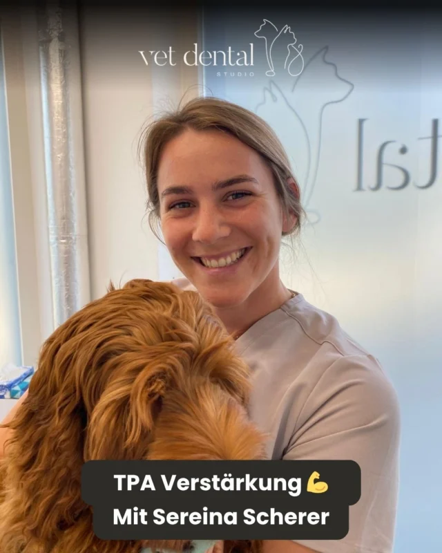 Herzlich willkommen, Sereina Scherer!

Als neue TPA bringt Sereina viel Engagement, Fachwissen und Herz für unsere tierischen Patienten mit. Wir sind froh, dich im Team zu haben und freuen uns auf die gemeinsame Zeit bei vetdental.ch 🐾

—
Wir sind #vetdentalch – die Spezialisten für Tierzahnmedizin bei Hunden & Katzen in Affoltern am Albis (ZH). 💙
—
#vetdental #teamzuwachs #tiermedizin #tpa #tierliebe #willkommen