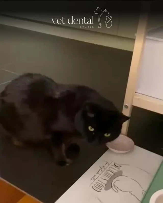 Zähneknirschen bei Katzen ist kein normales Verhalten.

In der Praxis sehen wir häufig, dass Knirschen ein Hinweis auf Schmerzen im Maulbereich ist – etwa bei entzündlichen Erkrankungen oder resorptiven Läsionen (FORL).

Katzen verbergen Schmerzen oft lange. Wenn das Knirschen auffällt, kann die Ursache bereits weiter fortgeschritten sein.

👉 Deshalb empfehlen wir, solche Veränderungen frühzeitig abklären zu lassen.

Eine gründliche Untersuchung der Maulhöhle – häufig ergänzt durch Dentalröntgen – hilft, die Ursache gezielt zu erkennen.

Bei Vet Dental setzen wir auf eine individuelle, schonende und evidenzbasierte Behandlung.

Häufige Ursachen:
👉 Entzündungen
👉 Parodontitis
👉 FORL
👉 Zahnfrakturen

—
Wir sind #vetdentalch – die Spezialisten für Tierzahnmedizin bei Hunden & Katzen in Affoltern am Albis (ZH). 💙
—
#katzenzähne #zähneknirschen #katzengesundheit #tiermedizin #vetdental #tierarzt #katzenliebe #forl #parodontitis #tiergesundheit