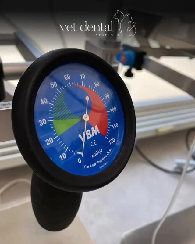 Warum messen wir den Cuffdruck beim Endotrachealtubus? 🫁 

Der Cuff des Endotrachealtubus dichtet die Trachea ab – wichtig für eine sichere Beatmung.
Aber: Zu viel Druck kann die empfindliche Schleimhaut schädigen.

Darum kontrollieren wir den Cuffdruck regelmässig mit dem Manometer.

Ziel des Cuffdrucks:
👉 Atemwege sicher abdichten
👉 Leckagen vermeiden
👉 Aspiration verhindern
👉 Trachealschleimhaut schützen

Empfohlener Bereich
👉 20–30 cmH₂O
Genug Druck zum Abdichten, aber nicht zu hoch, um Gewebeschäden zu vermeiden.

Zu hoher Cuffdruck kann verursachen:
⚠️ Schleimhautschäden
⚠️ Schmerzen oder Husten nach der Narkose
⚠️ Durchblutungsstörungen der Trachea
⚠️ im schlimmsten Fall Drucknekrosen

💡 Merksatz:
So viel Druck wie nötig – so wenig wie möglich.

—
Wir sind #vetdentalch – die Spezialisten für Tierzahnmedizin bei Hunden & Katzen in Affoltern am Albis (ZH). 💙
—

#Anästhesie #Tiermedizin #VeterinaryMedicine #VetMed #Anesthesia #Patientensicherheit #Monitoring #Endotrachealtubus #Cuffdruck #VetNurse #Veterinärmedizin #AnästhesieMonitoring