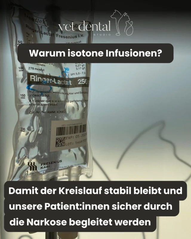 💧 Was für einen Dauertropf brauchen wir für unsere Patient:innen – und wieso? 🩺

Isotone Lösungen wie Ringer-Laktat eignen sich ideal als Standard-Dauertropf unter Allgemeinanästhesie.

Warum isotone Infusionen?
✔️ gleiche Osmolarität wie Blutplasma
✔️ verändern Zusammensetzung und Volumen der Blutgefässe kaum
✔️ keine relevanten Flüssigkeitsverschiebungen zwischen intra- und extrazellulärem Raum
✔️ unterstützen eine stabile Hämodynamik während der Narkose

Empfohlene Infusionsrate unter Allgemeinanästhesie
💧 meist ca. 3–5 ml/kgKG/Stunde
💧 abhängig von Patient:in, Eingriff und Kreislaufsituation

🎯 Ziel:
Die kardiovaskulären Effekte der Allgemeinanästhesie (z. B. Vasodilatation und Blutdruckabfall) abfedern, damit der Kreislauf stabil bleibt und unsere Patient:innen sicher durch die Narkose begleitet werden.

—
Wir sind #vetdentalch – die Spezialisten für Tierzahnmedizin bei Hunden & Katzen in Affoltern am Albis (ZH). 💙
—

#anästhesie #anaesthesiepflege #narkose #allgemeinanästhesie #oppflege #pflegewissen #pflegealltag #pflegecommunity #medizinwissen #anästhesiepflege #infusion #ringerlaktat #dauertropf #hämodynamik #kreislauf #opteam #gesundheitswesen #pflegefachperson #pflegeausbildung #medizin #nurseeducation #swissnurse