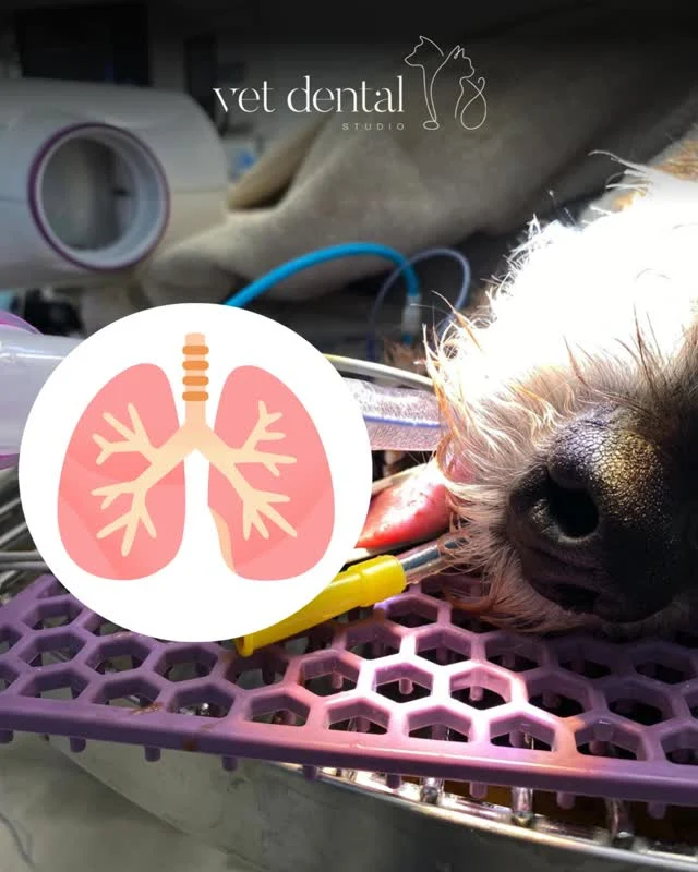 Pulmonalstenose beim Hund – Herzpatient und Zahnsanierung 🐶❤️

Dieser Hund wurde vor einem Jahr erfolgreich mittels Ballonvalvuloplastie aufgrund einer Pulmonalstenose behandelt und kommt nun zur Zahnsanierung.

Auch nach erfolgreicher Therapie können im Herzen strukturelle Veränderungen bestehen bleiben. Das EKG kann daher weiterhin Hinweise auf eine frühere Rechtsherzbelastung zeigen.

Wichtig in der Praxis:
Ein vorerkrankter Herzpatient ist nicht automatisch nicht narkosefähig. Mit stabiler Vorbehandlung, sorgfältiger Anästhesieplanung und Monitoring kann auch eine Dentalprocedure sicher durchgeführt werden.

➡️ Vorbehandelt: Entlastung des rechten Herzens nach Ballonvalvuloplastie
➡️ Trotzdem: persistierende kardiale Veränderungen im EKG möglich
➡️ Heute: stabile Grundlage für eine geplante Zahnsanierung

—
Wir sind #vetdentalch – die Spezialisten für Tierzahnmedizin bei Hunden & Katzen in Affoltern am Albis (ZH). 💙
—

#Veterinärmedizin #Tierkardiologie #Pulmonalstenose #Ballonvalvuloplastie #Herzpatient #Anästhesie #Veterinäranästhesie #Zahnsanierung #Hundegesundheit #VetMed #VeterinaryCardiology #VetLife #DogCardiology