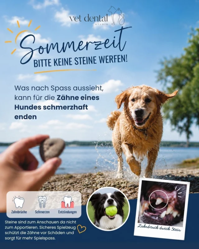 ☀️ Sommerzeit = Wurfspielzeit?Viele Hunde lieben es, Steine zu tragen oder ihnen hinterherzujagen. Was viele Halter nicht wissen: Steine gehören zu den häufigsten Ursachen für Zahnfrakturen beim Hund.Zähne sind zwar hart, aber nicht härter als Stein. Schon ein kurzer Aufprall oder kräftiges Kauen kann zu abgebrochenen Zähnen, Schmerzen und späteren Entzündungen führen.Unser Tipp für den Sommer:🐾 Keine Steine werfen oder als Spielzeug verwenden.🐾 Lieber auf Bälle, Dummys oder andere hundegeeignete Spielzeuge zurückgreifen (und besser kein Stop&amp;go spiele, dass wir die Gelenk noch schönen)Ein gesunder Zahn hält länger als jeder Stein. 🦷—Wir sind #vetdentalch – die Spezialisten für Tierzahnmedizin bei Hunden &amp; Katzen in Affoltern am Albis (ZH). 💙—#Hundezähne #Tierzahnmedizin #Hundegesundheit #SommerMitHund #Zahnfraktur #Hundeliebe