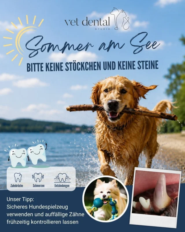 ☀️ Sommer am See? Bitte keine Stöckchen und keine Steine.Was für uns nach einem harmlosen Wurfspiel aussieht, endet für manche Hunde mit einem Zahnbruch oder einer schmerzhaften Maulverletzung.Die häufigsten Sommerpatienten in der Tierzahnmedizin:🦷 Abgebrochene Zähne durch Steine🦷 Verletzungen durch Stöcke🦷 Entzündungen, die oft erst im Urlaub auffallenUnser Tipp: Sicheres Hundespielzeug verwenden und auffällige Zähne frühzeitig kontrollieren lassen.So bleibt der Sommer für alle entspannt. 🐾☀️—Wir sind #vetdentalch – die Spezialisten für Tierzahnmedizin bei Hunden &amp; Katzen in Affoltern am Albis (ZH). 💙—#vetdentalch #tierzahnmedizin #hundezähne #hundegesundheit #tierarzt #zahnchirurgie #hundeliebe #hundegesund #tiergesundheit #affolternamalbis