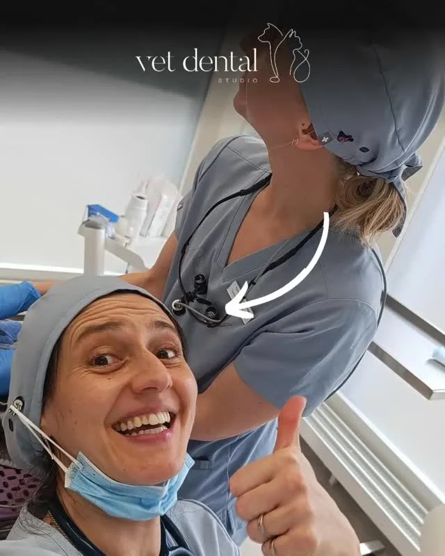 “Was macht ein Anästhesist eigentlich die ganze Zeit?” 🤔📸 „Der Patient schläft doch nur – warum muss ständig jemand daneben sitzen?”Weil sich während einer Anästhesie innerhalb von Sekunden alles ändern kann.Der Anästhesist überwacht:👉 Herz-Kreislauf-System👉 Ventilation👉 Oxygenierung👉 Temperatur👉 Anästhesietiefe👉 SchmerzmanagementUnd reagiert, bevor aus einer kleinen Veränderung ein Problem wird.Die sicherste Anästhesie ist diejenige, bei der Probleme früh erkannt werden – bevor sie kritisch werden.—Wir sind #vetdentalch – die Spezialisten für Tierzahnmedizin bei Hunden &amp; Katzen in Affoltern am Albis (ZH). 💙—#VetDental #Veterinärmedizin #VeterinaryAnesthesia #Tieranästhesie #Anästhesie #Tieranästhesie #Tiermedizin #VetMed #VeterinaryDentistry #VetSwitzerland