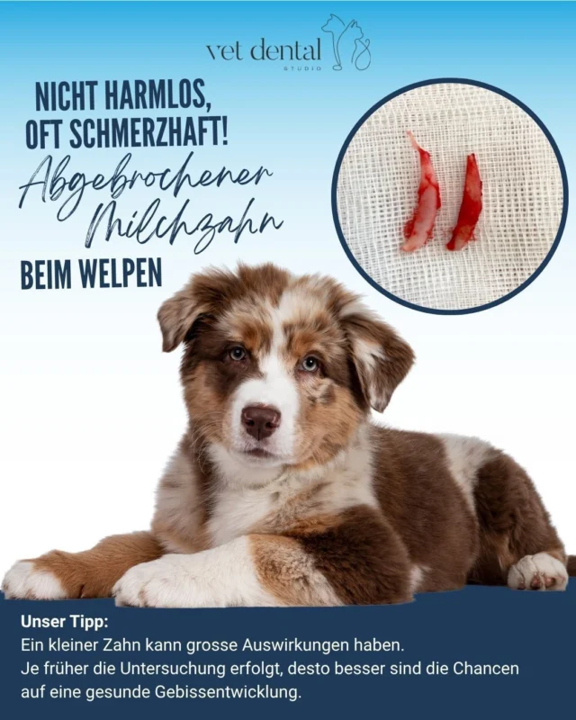 🐶🦷 Ein abgebrochener Milchzahn ist kein harmloser „Wackelzahn“!Diese beiden Fangzähne stammen von einem nur 3 Monate alten Welpen. Beide Milchcanini sind frakturiert – bei einem Zahn ist die Pulpa (das lebende Zahninnere mit Blutgefässen und Nerven) sogar deutlich sichtbar.⚠️ Das bedeutet: Der Zahn ist offen, schmerzhaft und anfällig für Infektionen.Durch die eröffnete Pulpa können Bakterien bis in die Zahnwurzel eindringen und Entzündungen verursachen. Gerade bei Welpen ist das besonders kritisch, denn die bleibenden Fangzähne entwickeln sich direkt unter den Milchzähnen. Eine Infektion kann ihre gesunde Entwicklung beeinträchtigen.👉 Deshalb gilt:✔️ Abgebrochene Milchzähne immer tierzahnärztlich untersuchen lassen.✔️ Schmerzen frühzeitig erkennen und behandeln.✔️ Die Entwicklung der bleibenden Zähne schützen.💡 Ein kleiner Zahn kann grosse Auswirkungen haben. Je früher die Untersuchung erfolgt, desto besser sind die Chancen auf eine gesunde Gebissentwicklung.💙 Gesunde Milchzähne sind die Grundlage für gesunde bleibende Zähne.Speichere diesen Beitrag und teilen ihn mit anderen Welpenbesitzer:innen.—Wir sind #vetdentalch – die Spezialisten für Tierzahnmedizin bei Hunden &amp; Katzen in Affoltern am Albis (ZH). 💙—#tierzahnmedizin #tierzahnarzt #hundezähne #welpe #hundegesundheit #tiergesundheit #hundeschweiz