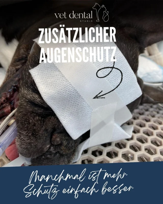 👁️ Zusätzlicher Augenschutz - Manchmal ist mehr Schutz einfach besser.

Bei Hunden mit grossen, hervorstehenden Augen – besonders bei brachycephalen Rassen wie Französischer Bulldogge, Mops oder Boston Terrier – ist der Schutz der Hornhaut während einer Narkose besonders wichtig.

💧 Augensalbe schützt vor dem Austrocknen und die chirurgische Abdeckung sorgt für ein steriles OP-Feld. Trotzdem können empfindliche Augen durch ihre besondere Anatomie weiterhin Druck oder Reibung ausgesetzt sein.

Deshalb setzen wir bei Bedarf auf einen zusätzlichen mechanischen Augenschutz über dem geschlossenen Auge. Eine kleine Massnahme, die dazu beiträgt, das Risiko von Hornhautverletzungen weiter zu reduzieren.

✨ Kleine Massnahme – grosser Schutz für empfindliche Augen.

Denn Patientensicherheit bedeutet für uns, auch an die Details zu denken. 💙🐾
—
Wir sind #vetdentalch – die Spezialisten für Tierzahnmedizin bei Hunden & Katzen in Affoltern am Albis (ZH). 💙
—

#Anästhesie #Patientensicherheit #Tiermedizin #Veterinärmedizin #VetMed #Brachycephal #Hundegesundheit #Tierzahnmedizin