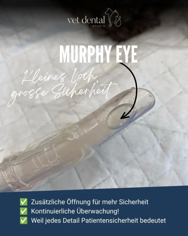 🫁 Kennst du das Murphy Eye?

Dieses kleine seitliche Loch am Endotrachealtubus hat eine wichtige Sicherheitsfunktion.
Der Tubus sichert während der Narkose die Atemwege und ermöglicht eine kontrollierte Beatmung. 

Sollte die Tubusspitze einmal durch Schleim oder Kontakt mit der Atemwegswand teilweise blockiert werden, kann über das Murphy Eye trotzdem noch Luft strömen.

👀 Auf diesem Bild sehen wir jedoch den umgekehrten Fall: Der Tubus war frei – das Murphy Eye hingegen war durch Schleim und Atemwegssekrete verschlossen.

Für diesen Patienten hatte das keine Auswirkungen. Dank der kontinuierlichen Überwachung der Atmung – insbesondere mittels Kapnographie (CO₂-Messung) – hätten wir eine relevante Beeinträchtigung der Beatmung sofort erkannt.

Eine kleine Beobachtung nach der Extubation, die zeigt, wie wichtig jedes Detail in der Anästhesie ist. 👀🫁

—
Wir sind #vetdentalch – die Spezialisten für Tierzahnmedizin bei Hunden & Katzen in Affoltern am Albis (ZH). 💙
—

#Anästhesie #Anaesthesia #AirwayManagement #Intubation #Kapnographie #Patientensicherheit #Veterinärmedizin #VetMed #Hundemedizin #Katzenmedizin #Tierzahnmedizin