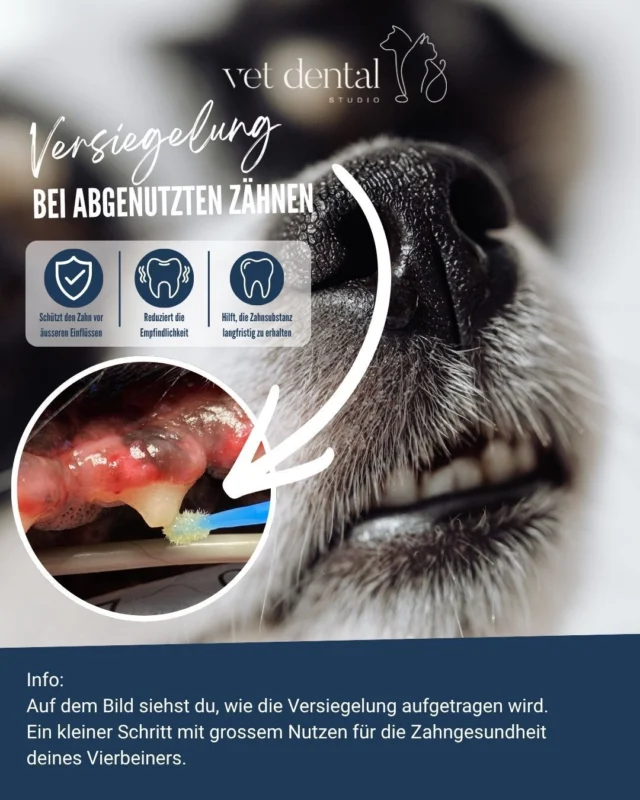 🦷 Versiegelung bei abgenutzten Zähnen – Schutz für starke Hundezähne! 🐶

Kaut dein Hund regelmässig auf harten Gegenständen oder sind seine Zähne durch den natürlichen Abrieb mit der Zeit abgenutzt? Dann können die Zähne empfindlich werden und anfälliger für weitere Schäden sein.

Mit einer Versiegelung schützen wir die betroffenen Zähne mit einer zusätzlichen Schutzschicht. 

Das kann:
✨ die Empfindlichkeit reduzieren
✨ den Zahn vor äusseren Einflüssen schützen
✨ helfen, die Zahnsubstanz langfristig zu erhalten

Auf dem Bild siehst du, wie die Versiegelung aufgetragen wird – ein kleiner Schritt mit grossem Nutzen für die Zahngesundheit deines Vierbeiners. 🐾

Hast du Fragen zur Zahngesundheit deines Hundes? Wir beraten dich gerne. 💚

—
Wir sind #vetdentalch – die Spezialisten für Tierzahnmedizin bei Hunden & Katzen in Affoltern am Albis (ZH). 💙
—

#VetDental #Tierzahnmedizin #Hundezähne #Hundegesundheit #Zahngesundheit #Tierarzt #Hund #Zahnpflege #Veterinärmedizin #DentalCare