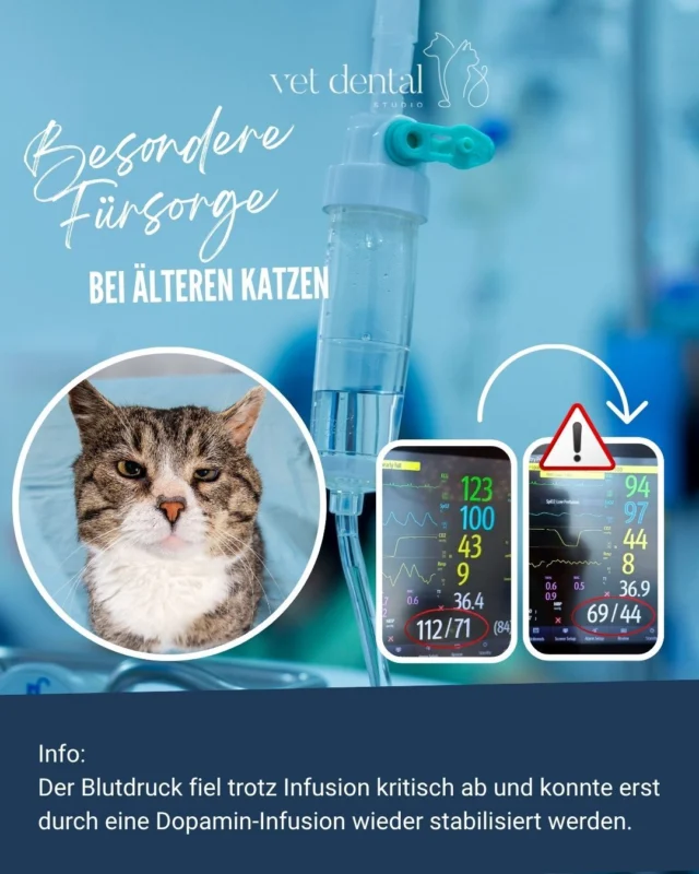 Was passiert, wenn der Blutdruck unter Narkose plötzlich absinkt?

Nicht jeder tiefe Blutdruck unter Narkose lässt sich allein mit einer Infusion beheben.

Bei dieser 16-jährigen Katze mit einer chronischen Nierenerkrankung sank der Blutdruck trotz Flüssigkeitstherapie auf einen kritischen Wert. 

Erst mit einer individuell angepassten Dopamin-Dauerinfusion konnte der Blutdruck wieder stabilisiert und die Organversorgung gesichert werden.

Gerade ältere Katzen benötigen während einer Narkose eine besonders engmaschige Überwachung. Jede Patientin und jeder Patient ist anders – deshalb passen wir unsere Anästhesie laufend an die jeweilige Situation an.

💙 Sichere Narkosen bedeuten nicht nur Schlaf, sondern eine kontinuierliche Überwachung und schnelle Reaktion auf Veränderungen.

—
Wir sind #vetdentalch – die Spezialisten für Tierzahnmedizin bei Hunden & Katzen in Affoltern am Albis (ZH). 💙
—

#Tieranästhesie #Veterinärmedizin #Katzenmedizin #Patientensicherheit