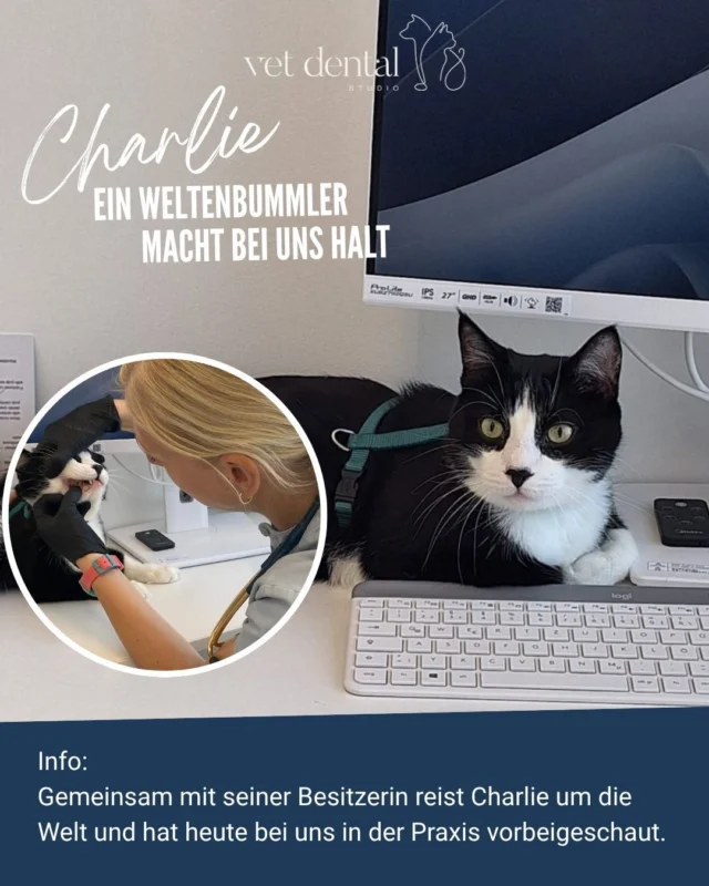 🐾✈️ Heute hatten wir ganz besonderen Besuch! ✈️🐾Dürfen wir vorstellen: Charlie @charliethevoyager 🐱🌎 – ein echter Weltenbummler!Gemeinsam mit seiner Besitzerin reist Charlie um die Welt und hat heute bei uns in der Praxis vorbeigeschaut. 🥰 Besonders cool: Er kam ganz entspannt an der Leine zu uns und durfte bei der Untersuchung sogar selbst entscheiden, wo er sich von unserer Zahnärztin untersuchen lassen möchte. 😻Auch seine Zahnoperation hat Charlie souverän gemeistert. Und nach der Operation und Narkose war er schon wieder so fit, dass er selbstständig aus unserer Praxis spazieren konnte. 🐾❤️Was für ein besonderer Patient! Wir haben uns sehr über seinen Besuch gefreut. 🥰🌎✈️ Charlie, wir wünschen dir noch ganz viele spannende Abenteuer!—Wir sind #VetdentalCH – die Spezialisten für Tierzahnmedizin bei Hunden &amp; Katzen in Affoltern am Albis (ZH). 💙—#TierZahnmedizin #KatzenZahnmedizin #CatDentistry #CharlieTheVoyager