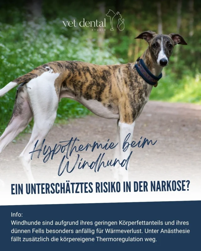 🥶 Hypothermie beim Windhund – ein unterschätztes Risiko in der Narkose?Windhunde sind aufgrund ihres geringen Körperfettanteils und ihres dünnen Fells besonders anfällig für Wärmeverlust. Unter Anästhesie fällt zusätzlich die körpereigene Thermoregulation weg.Deshalb sollte das Wärmemanagement nicht erst beginnen, wenn die Temperatur bereits sinkt.💡 Was können wir tun?✔️ präventiv planen und handeln✔️ Wärmeverluste so weit wie möglich minimieren✔️ aktive Wärmesysteme einsetzen✔️ Körpertemperatur kontinuierlich überwachen✔️ mit Low-Flow arbeiten, um unnötige Wärme- und Feuchtigkeitsverluste über das Atemsystem zu reduzieren✔️ frühzeitig auf einen Temperaturabfall reagierenBesonders beim Windhund gilt: Vorbeugen ist besser als nachträgliches Aufwärmen.🩺 Für Tierärzt:innen, Generalist:innen und alle, die ihre Narkosepatient:innen optimal begleiten möchten. Wissen erweitern. Sicherheit erhöhen. Patienten besser versorgen.—Wir sind #vetdentalch – die Spezialisten für Tierzahnmedizin bei Hunden &amp; Katzen in Affoltern am Albis (ZH). 💙—#Veterinärmedizin #Anästhesie #Hypothermie #Windhund
