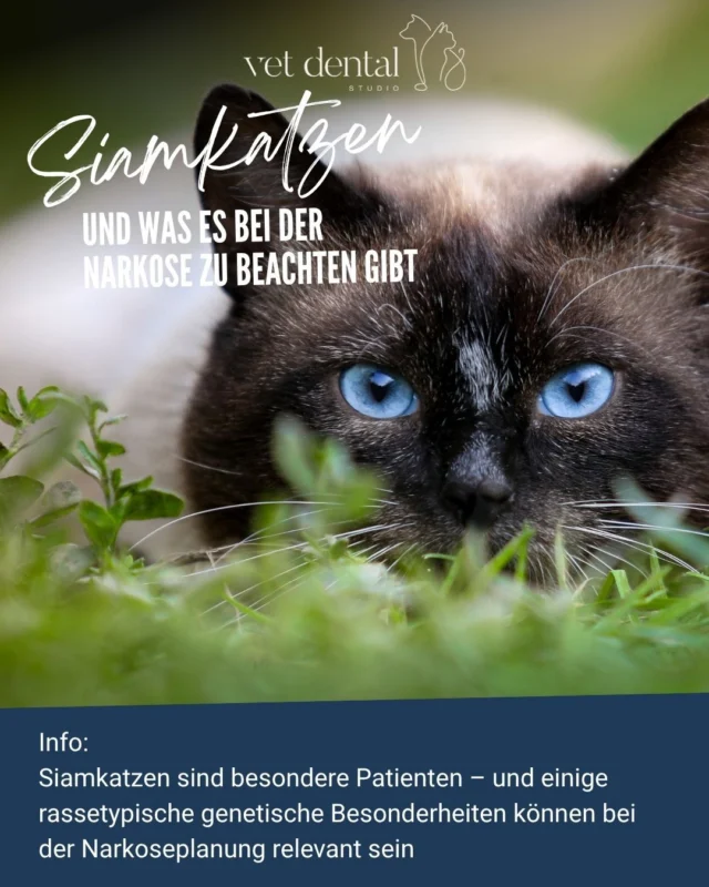 🐱💚 Siamkatzen &amp; Narkose – was gibt es zu beachten?Siamkatzen sind besondere Patienten – und einige rassetypische genetische Besonderheiten können bei der Narkoseplanung relevant sein.🫀 HerzerkrankungenKardiomyopathien und angeborene Herzfehler können vorkommen und sollten bei entsprechenden Hinweisen vor einer Narkose abgeklärt werden.🧬 Hereditäre AmyloidoseKann insbesondere die Leber betreffen und ist deshalb für die Narkoseplanung relevant.👁️ AugenerkrankungenStrabismus, Nystagmus und hereditäre Netzhauterkrankungen sind bei Siamkatzen beschrieben. Nicht jede Veränderung stellt dabei automatisch ein Narkoserisiko dar.🧠 Lysosomale SpeicherkrankheitenBestimmte Erkrankungen wie Gangliosidosen können auftreten und neurologische Symptome verursachen.🩺 Was bedeutet das für die Narkose?Nicht jede Siamkatze hat diese Erkrankungen – und eine genetische Besonderheit bedeutet nicht automatisch ein erhöhtes Narkoserisiko.Aber: Die Rasse kann wichtige Hinweise liefern.Deshalb sind eine sorgfältige Anamnese, klinische Untersuchung und bei Bedarf weiterführende Diagnostik entscheidend.✨ Eine gute Narkose beginnt nicht erst mit der Einleitung, sondern mit der Vorbereitung.—Wir sind #vetdentalch – die Spezialisten für Tierzahnmedizin bei Hunden &amp; Katzen in Affoltern am Albis (ZH). 💙—#wetdental #Siamkatze #SiameseCat