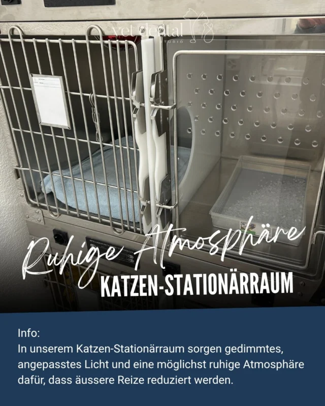 🐱 Ein ruhiger Raum für unsere Samtpfoten

Ein Aufenthalt in einer Tierarztpraxis kann für Katzen ungewohnt und aufregend sein. Deshalb achten wir bei Vetdental nicht nur auf spezialisierte Zahnmedizin und sichere Anästhesie, sondern auch auf die Umgebung unserer Patienten. 🐾

In unserem Katzen-Stationärraum sorgen gedimmtes, angepasstes Licht und eine möglichst ruhige Atmosphäre dafür, dass äussere Reize reduziert werden.

Denn gerade bei Katzen kann eine durchdachte Umgebung viel dazu beitragen, den Aufenthalt angenehmer und stressärmer zu gestalten. 💚

🦷 Spezialisierte Tierzahnmedizin
💤 Fachärztliche Anästhesie
🐱 Eine auf Katzen abgestimmte Umgebung

Bei Vetdental verbinden wir medizinische Spezialisierung mit viel Aufmerksamkeit für die individuellen Bedürfnisse unserer Patienten.

—
Wir sind #VetdentalCH – die Spezialisten für Tierzahnmedizin bei Hunden & Katzen in Affoltern am Albis (ZH). 💙
—

#Katzenzahnmedizin #CatFriendly #Katzen
