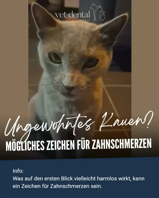 🐱 Frisst deine Katze plötzlich anders als sonst?

Was auf den ersten Blick vielleicht harmlos wirkt, kann ein Zeichen für Zahnschmerzen sein.

Bei dieser Katze fanden wir die Ursache:
Eine Läsion am Übergang von Zahnkrone zur Zahnwurzel.

🦷 Nach der Zahnbehandlung war das Problem gelöst.

Ein herzliches Dankeschön an die Besitzer, dass sie uns dieses Video zur Verfügung gestellt haben, um auch anderen Katzenbesitzern zu helfen, ähnliche Anzeichen frühzeitig zu erkennen. ❤️

—
Wir sind #VetdentalCH – die Spezialisten für Tierzahnmedizin bei Hunden & Katzen in Affoltern am Albis (ZH). 💙
—

#Tierzahnmedizin #Katzenzähne #ZahnschmerzenKatze #Zahngesundheit