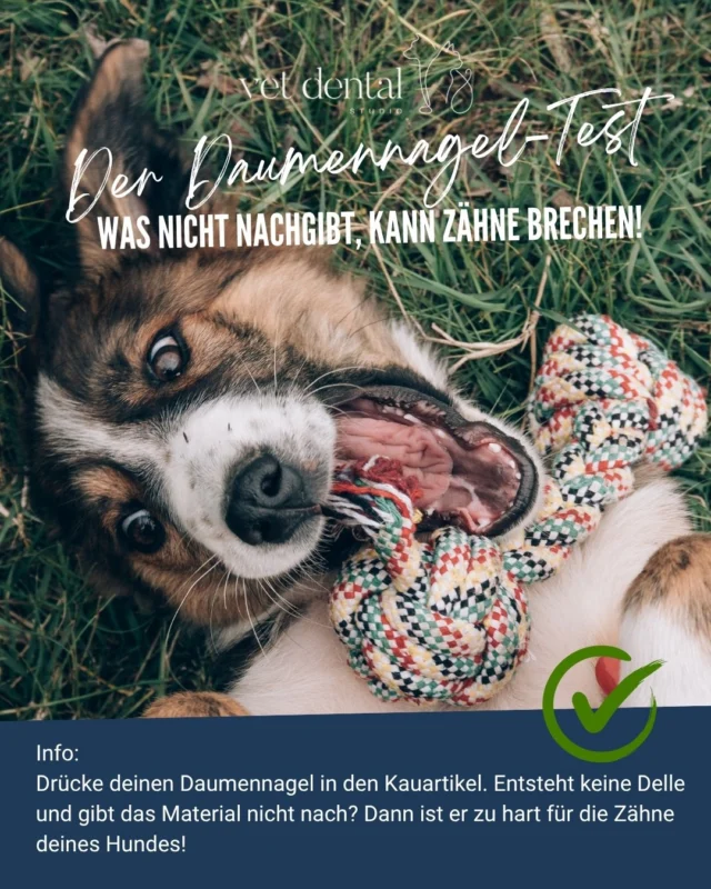 “Er kaut schon sein ganzes Leben Knochen!” 🦴⚡️

Was nicht nachgibt, kann Zähne brechen! 
Die Slab-Fraktur (seitliches Abplatzen am oberen Reisszahn) ist eine der häufigsten – und am besten vermeidbaren – Zahnverletzungen beim Hund.

Fakt ist: 
Beim Kauen erreichen Hunde problemlos die Kraft, um eigene Zähne zu brechen. 

Und: 
Rund die Hälfte der Halter:innen bemerkt es nicht, da Hunde trotz Schmerzen weiterfressen. Freiliegende Zahnnerven müssen immer tierärztlich behandelt werden.

Zu hart für Hunde Zähne: 
❌ Geweih, Hörner, Hufe 
❌ Knochen (roh oder gekocht) 
❌ Harte Nylonknochen & Yak-Käse 
❌ Eiswürfel & Steine

Bessere Alternativen: 
💡Daumennagel-Test: Keine Delle im Material? Dann ist es zu hart! 
👍 Auf VOHC-Siegel achten & biegsames Gummispielzeug wählen. 
👍 Richtige Grösse kaufen & immer unter Aufsicht kauen lassen.

❓Unsicher beim Lieblingskauartikel deines Hundes?
Wir beraten dich gerne.

—
Wir sind #VetDentalCH – die Spezialisten für Tierzahnmedizin bei Hunden und Katzen in Affoltern am Albis (ZH). 💙
—

#Tierzahnmedizin #Kauartikel #SlabFraktur