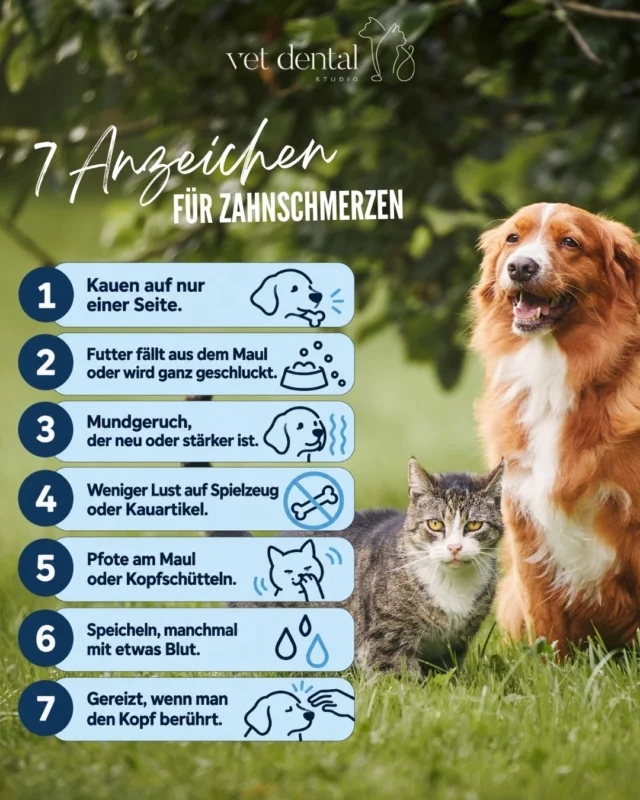 🐶🐱 Zahnschmerzen bei Tieren? 

Diese 7 Anzeichen solltest du kennen.

Tiere zeigen oft nicht direkt, wenn ihnen etwas wehtut. Gerade Zahnschmerzen bleiben deshalb lange unbemerkt. Doch kleine Veränderungen im Alltag können wichtige Hinweise sein.

👀 Kaut dein Tier plötzlich nur noch auf einer Seite? Hat es Mundgeruch oder zieht es sich beim Spielen und Kauen zurück? Dann lohnt es sich, genauer hinzuschauen.

🦷 Schon ein einziges Anzeichen kann auf Zahnprobleme hindeuten. 
Lass die Zähne deines Tieres deshalb lieber frühzeitig kontrollieren.

📍 Vet Dental – deine Anlaufstelle für Tierzahnmedizin in Affoltern am Albis.

—
Wir sind #VetDentalCH – die Spezialisten für Tierzahnmedizin bei Hunden und Katzen in Affoltern am Albis (ZH). 💙
—

#Tierzahnarzt #Tiergesundheit #Zahngesundheit