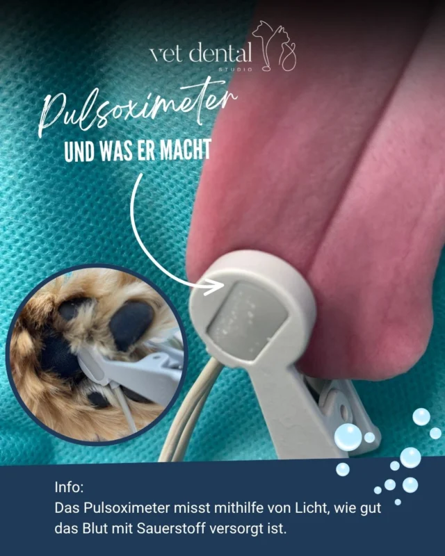 Wie wird der Sauerstoffgehalt bei Hund und Katze gemessen? 

Während wir Menschen den kleinen Clip meist am Finger tragen, kommt er bei Hund und Katze während der Narkose häufig an die Zunge.

Das Pulsoximeter misst mithilfe von Licht, wie gut das Blut mit Sauerstoff versorgt ist. Dafür braucht es eine geeignete Stelle mit guter Durchblutung, möglichst ohne Fell und mit wenig störender Pigmentierung. Bei Hund und Katze eignet sich dafür häufig die Zunge.

Ist sie zu dunkel pigmentiert oder lässt sich der Sensor dort nicht zuverlässig einsetzen, kann alternativ die Hautfalte zwischen den Zehen verwendet werden.

Natürlich achten wir darauf, dass die Zunge feucht bleibt und kontrollieren regelmässig die Position des Sensors. So bleibt das Gewebe geschützt und die Messung zuverlässig.

Hättest du gewusst, wo das Pulsoximeter bei Hund und Katze zum Einsatz kommt? 🐾

—
Wir sind #VetDentalCH – die Spezialisten für Tierzahnmedizin bei Hunden und Katzen in Affoltern am Albis (ZH). 💙
—

#Tieranästhesie #Narkose #Tiermedizin